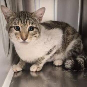 Isaac -  Domestic Short Hair Cat for Adoption in Norman, Oklahoma - Isaac | PetCurious