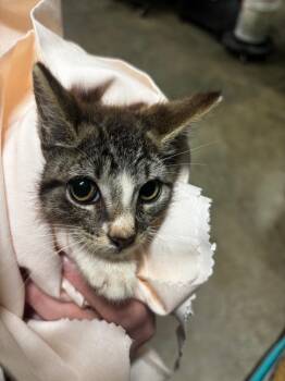 Painted Grasshopper -  American Curl Cat for Adoption in Rockport, Texas - Painted Grasshopper | PetCurious