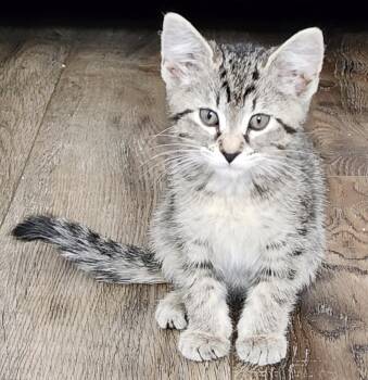 Henrietta -  Domestic Short Hair Cat for Adoption in Maineville, Ohio - Henrietta | PetCurious