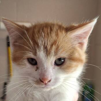 Domestic Short Hair Cats Available for Adoption in Zanesville, Ohio - Aladdin | PetCurious