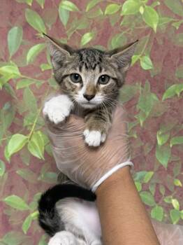 COLA -  Domestic Short Hair Cat for Adoption in San Antonio, Texas - COLA | PetCurious