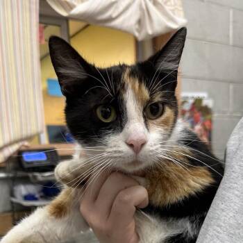Kitty -  Domestic Short Hair Cat for Adoption in Corbin, Kentucky - Kitty | PetCurious