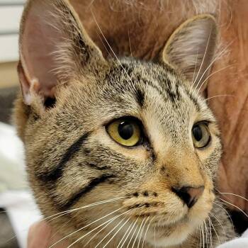 Domestic Short Hair Cats Available for Adoption - Theo | PetCurious