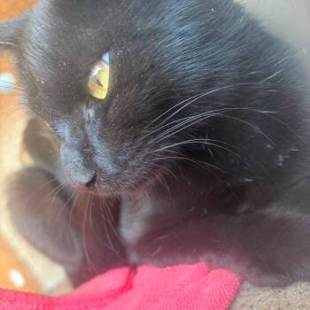 Mew -  Domestic Short Hair Cat for Adoption in Philadelphia, Pennsylvania - Mew | PetCurious