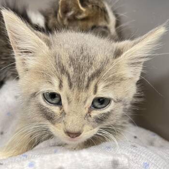 Mercedes -  Domestic Short Hair Cat for Adoption in Philadelphia, Pennsylvania - Mercedes | PetCurious