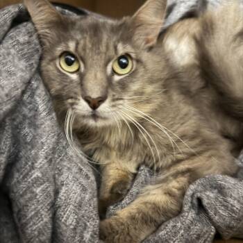 Duncan -  Domestic Medium Hair Cat for Adoption in Pottsville, Pennsylvania - Duncan | PetCurious