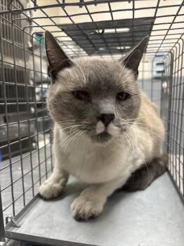 RAINBOW -  Domestic Short Hair Cat for Adoption in Las Vegas, Nevada - RAINBOW | PetCurious
