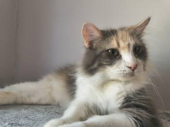Penny -  Domestic Medium Hair Cat Available for Adoption in Overland Park, Kansas - Penny | PetCurious