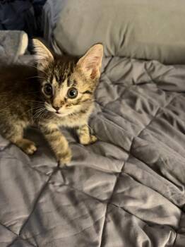 Rhiannon -  Domestic Short Hair Cat for Adoption in Pomona, New York - Rhiannon | PetCurious