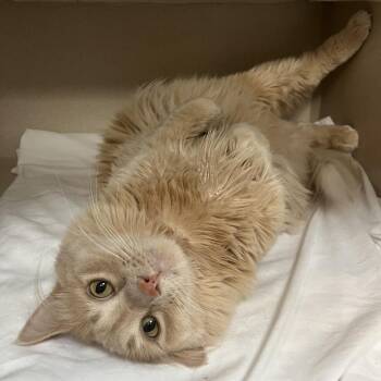 Butters -  Domestic Medium Hair and Mixed Breed Cat for Adoption in Durango, Colorado - Butters | PetCurious