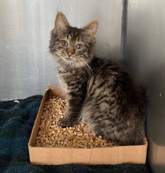 Tiramisu -  Domestic Medium Hair Cat for Adoption in Pierceton, Indiana - Tiramisu | PetCurious