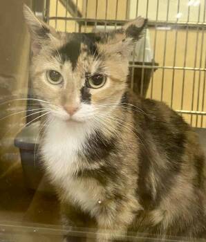 Rescue Calico Cats for Adoption in Powdersville, South Carolina - Ivy (SC) | PetCurious