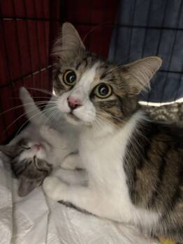 Rescue Domestic Medium Hair Cats for Adoption in Leesburg, Virginia - LADY EARLENE GREY | PetCurious