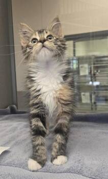 CHACHA -  Domestic Medium Hair Cat for Adoption in Auburn, California - CHACHA | PetCurious