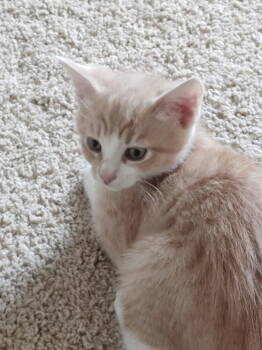 Rescue Domestic Short Hair Cats for Adoption in Greenville, South Carolina - Lilo LB | PetCurious