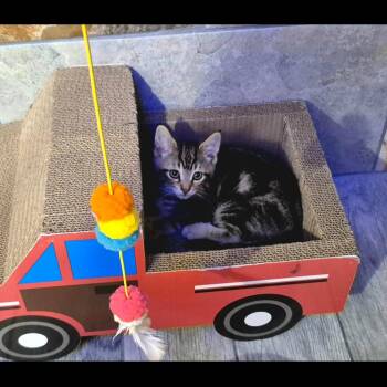 Valka -  Domestic Short Hair Cat for Adoption in Rochester Hills, Michigan - Valka | PetCurious
