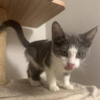 Shadoe -  Domestic Short Hair Cat for Adoption in Wilkesboro, North Carolina - Shadoe | PetCurious