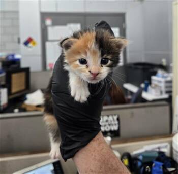 SUNSET -  Domestic Long Hair Cat for Adoption in Dallas, Texas - SUNSET | PetCurious