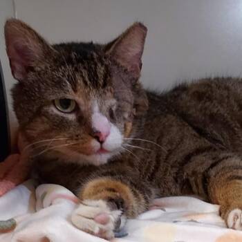 Domestic Short Hair Cats Available for Adoption in Dayton, Ohio - Poe | PetCurious