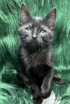 Domestic Medium Hair and Turkish Angora Cats Available for Adoption - Tamal | PetCurious