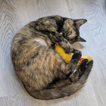 Domestic Short Hair Cats Available for Adoption - Autumn | PetCurious