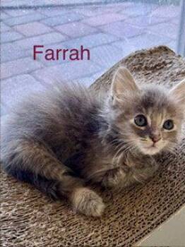 Farrah -  Turkish Angora Cat for Adoption in Oakland Park, Florida - Farrah | PetCurious