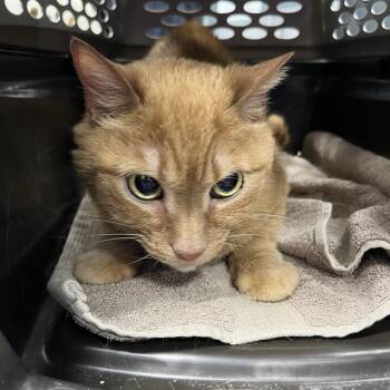 Kiwi -  Domestic Short Hair Cat for Adoption in Greensboro, North Carolina - Kiwi | PetCurious