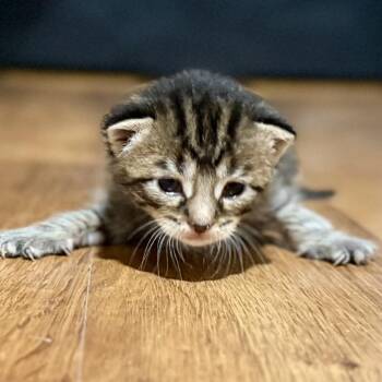 Domestic Short Hair Cats Available for Adoption in Bentonville, Arkansas - Roxanne | PetCurious