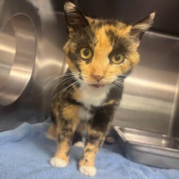 Kaliuchis -  Domestic Short Hair Cat for Adoption in Indianapolis, Indiana - Kaliuchis | PetCurious