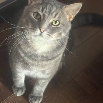 Rescue Domestic Short Hair Cats for Adoption in Fredericton, New Brunswick - Mulligan | PetCurious