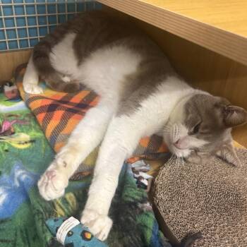 Nick -  Domestic Short Hair Cat for Adoption in Morgan Hill, California - Nick | PetCurious
