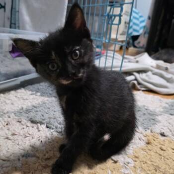 Dakota C12122 -  Domestic Short Hair Cat for Adoption - Dakota C12122 | PetCurious