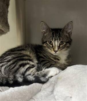 Domestic Short Hair Cats Available for Adoption in Boston, Massachusetts - NOODLE | PetCurious