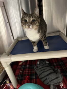 Rescue Domestic Short Hair Cats for Adoption in Holbrook, New York - LITTLE GIRL | PetCurious