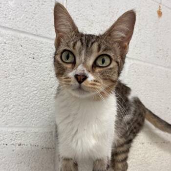 Polly -  Domestic Short Hair Cat for Adoption in Edinburg, Texas - Polly | PetCurious