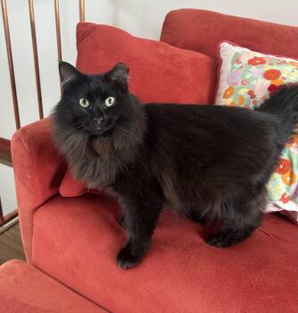 Domestic Long Hair Cats Available for Adoption in Chicago, Illinois - Sammie  | PetCurious