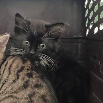 Spiketail -  Domestic Long Hair Cat for Adoption in Lynchburg, Virginia - Spiketail | PetCurious