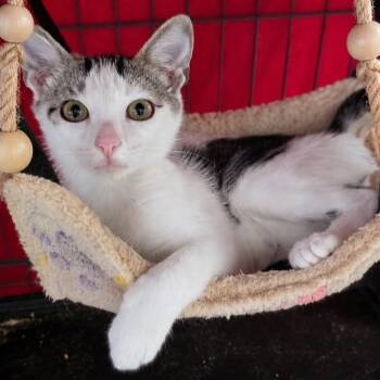 Jack and Gala -  Domestic Short Hair Cat for Adoption in Hopkinton, Massachusetts - Jack And Gala | PetCurious