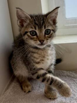 Domestic Short Hair Cats Available for Adoption in Camarillo, California - WATSON | PetCurious