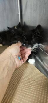 GERBER -  Domestic Short Hair Cat for Adoption in Albuquerque, New Mexico - GERBER | PetCurious