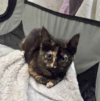 Torti-Feasor -  Domestic Short Hair Cat for Adoption in Camden, South Carolina - Torti-Feasor | PetCurious