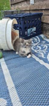 Catty the calico -  Dilute Calico Cat for Adoption in Glenwood City, Wisconsin - Catty The Calico | PetCurious