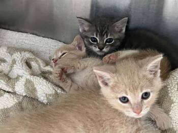FELICITY -  Domestic Short Hair Cat for Adoption in Tustin, California - FELICITY | PetCurious