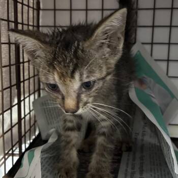 Elmer -  Domestic Short Hair Cat for Adoption in Edinburg, Texas - Elmer | PetCurious