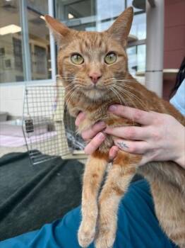 Domestic Short Hair Cats Available for Adoption in Westland, Michigan - Nutter Butter | PetCurious