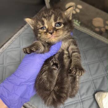 Tina -  Domestic Medium Hair Cat for Adoption in Spring Hill, Kansas - Tina | PetCurious