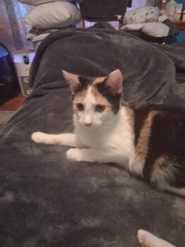 Patches(2) bonded with Patrick (foster cat) -  Domestic Short Hair Cat for Adoption in Littlestown, Pennsylvania - Patches(2) Bonded With Patrick (foster Cat) | PetCurious