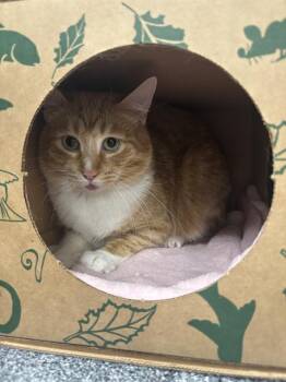 Domestic Short Hair Cats Available for Adoption - SMOOTHIE | PetCurious