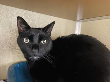 Rescue Domestic Short Hair Cats for Adoption in Virginia Beach, Virginia - Donny | PetCurious