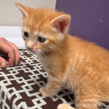 Denis -  Domestic Short Hair Cat for Adoption in Englewood, Florida - Denis | PetCurious